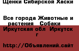 Щенки Сибирской Хаски - Все города Животные и растения » Собаки   . Иркутская обл.,Иркутск г.